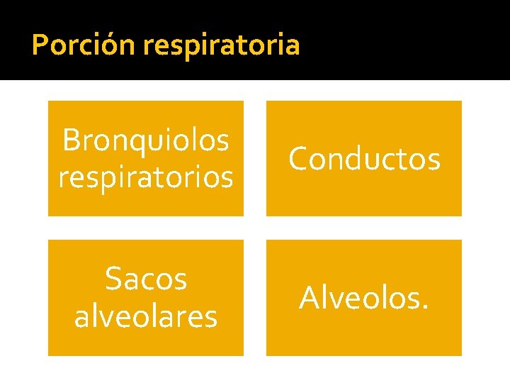 Porción respiratoria Bronquiolos respiratorios Conductos Sacos alveolares Alveolos. 
