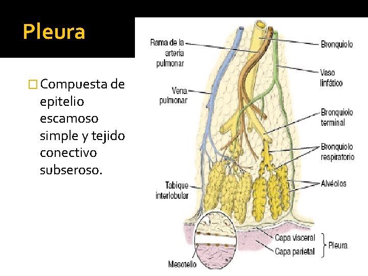 Pleura � Compuesta de epitelio escamoso simple y tejido conectivo subseroso. 