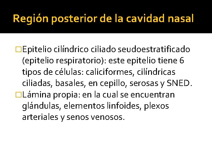 Región posterior de la cavidad nasal �Epitelio cilíndrico ciliado seudoestratificado (epitelio respiratorio): este epitelio