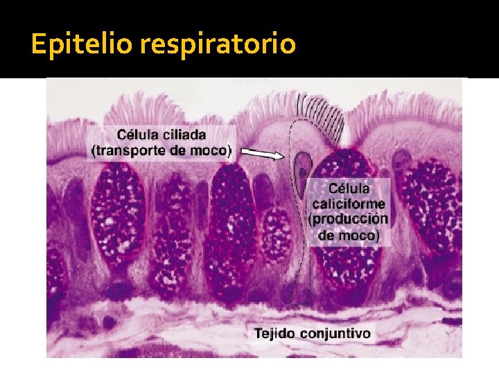 Epitelio respiratorio 