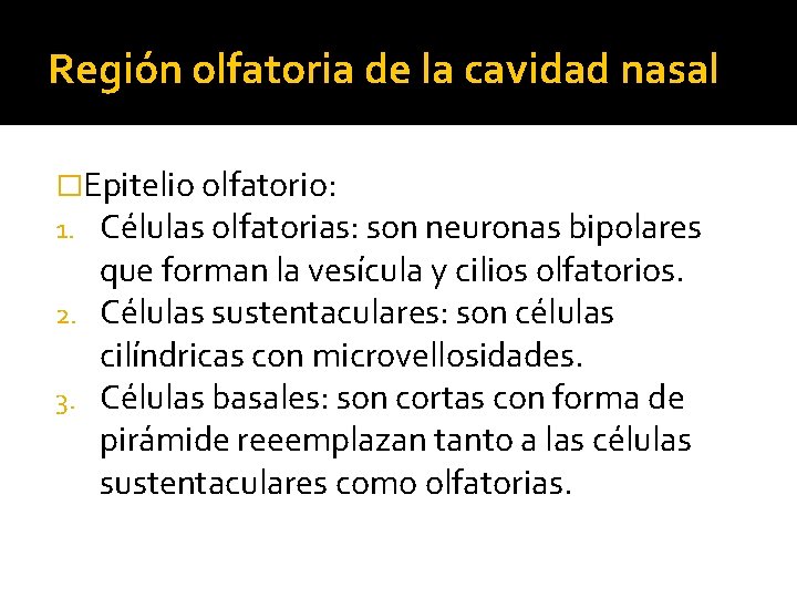 Región olfatoria de la cavidad nasal �Epitelio olfatorio: 1. Células olfatorias: son neuronas bipolares