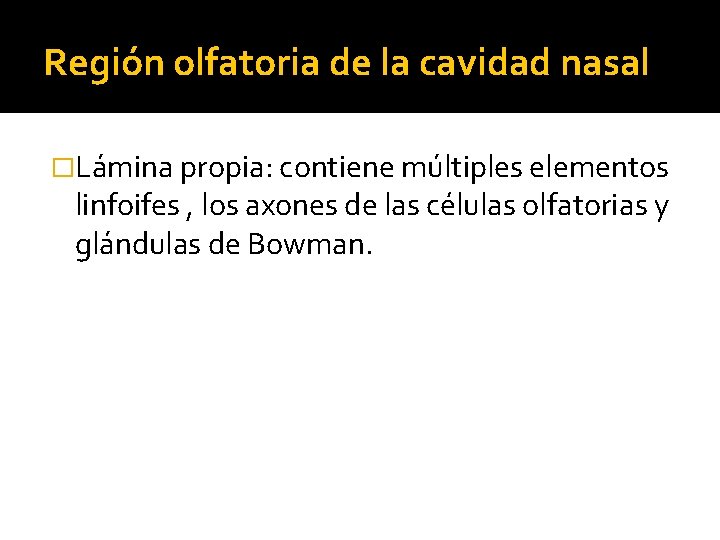 Región olfatoria de la cavidad nasal �Lámina propia: contiene múltiples elementos linfoifes , los