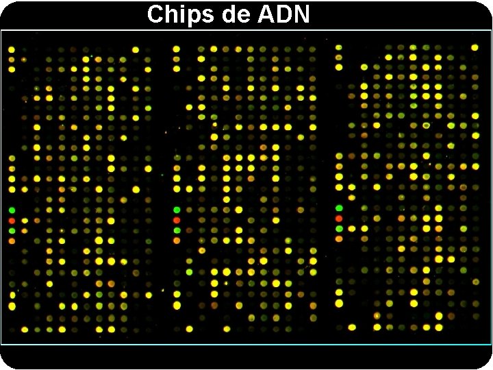 Chips de ADN 