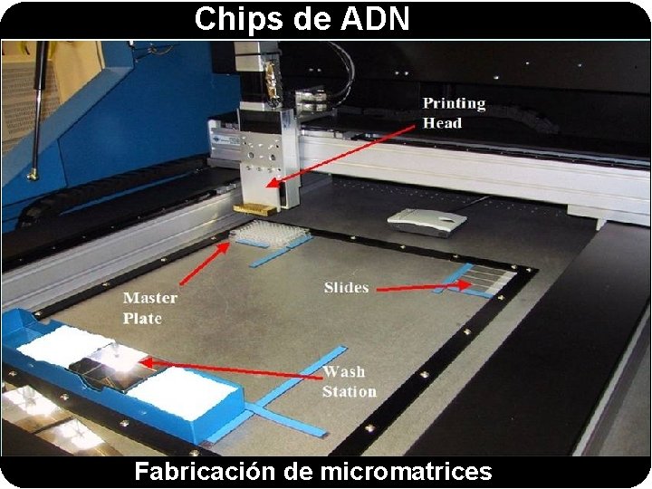 Chips de ADN Fabricación de micromatrices 