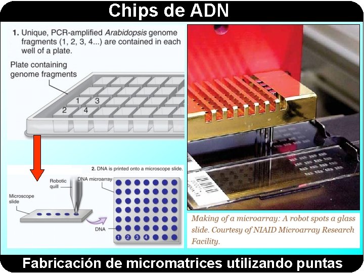 Chips de ADN Fabricación de micromatrices utilizando puntas 