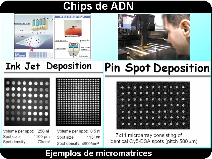 Chips de ADN Ejemplos de micromatrices 