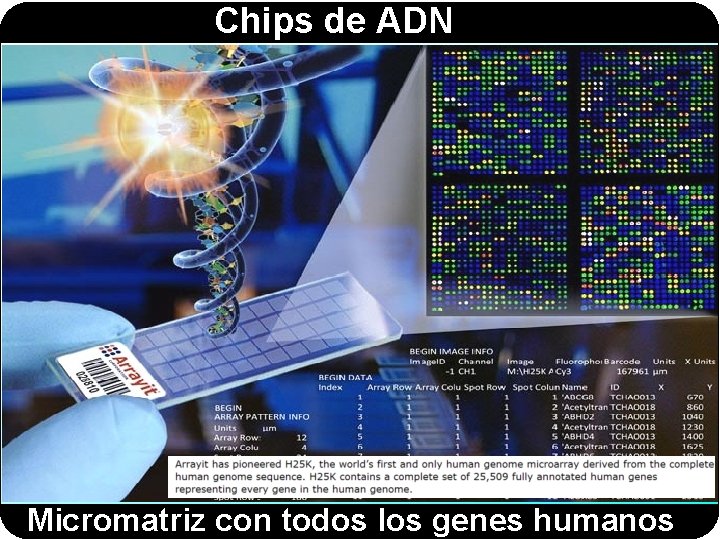Chips de ADN Micromatriz con todos los genes humanos 