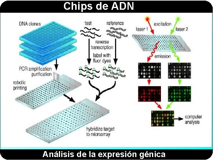 Chips de ADN Análisis de la expresión génica 
