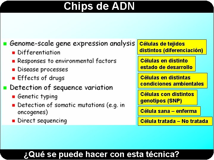 Chips de ADN Células de tejidos distintos (diferenciación) Células en distinto estado de desarrollo