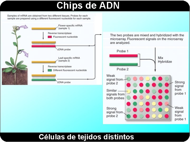 Chips de ADN Células de tejidos distintos 