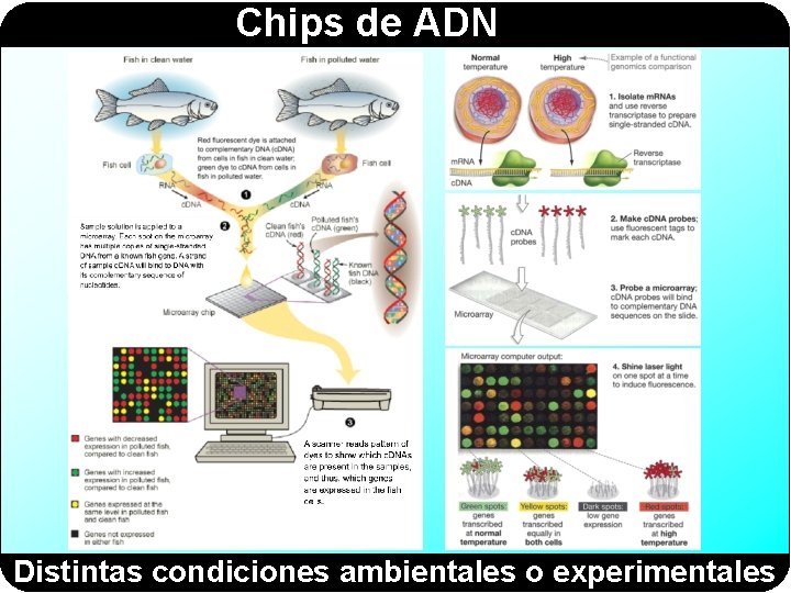 Chips de ADN Distintas condiciones ambientales o experimentales 