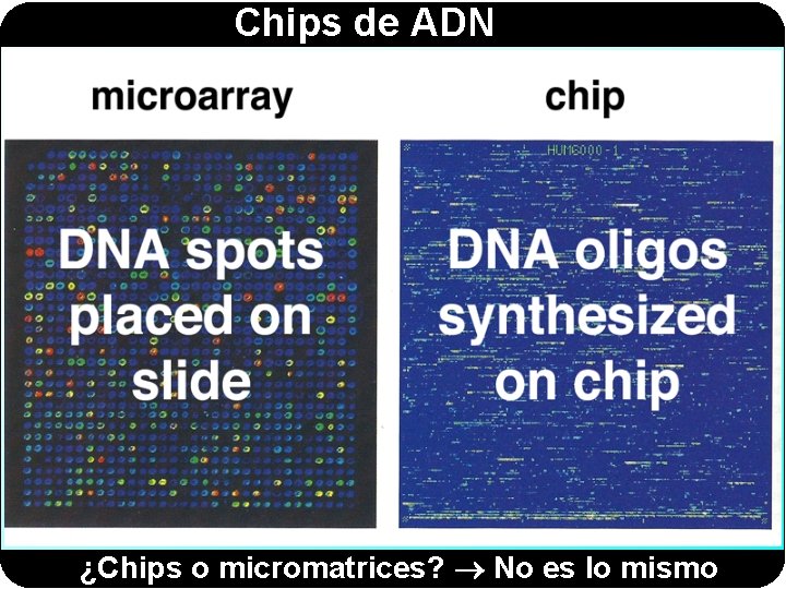 Chips de ADN ¿Chips o micromatrices? No es lo mismo 