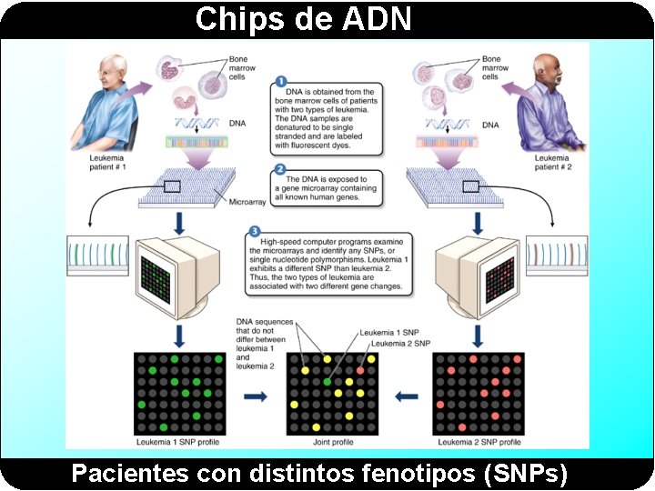 Chips de ADN Pacientes con distintos fenotipos (SNPs) 