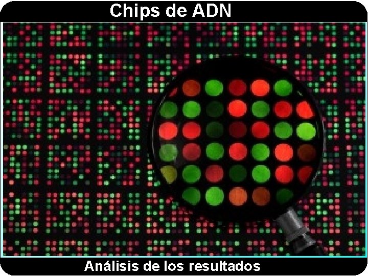 Chips de ADN Análisis de los resultados 