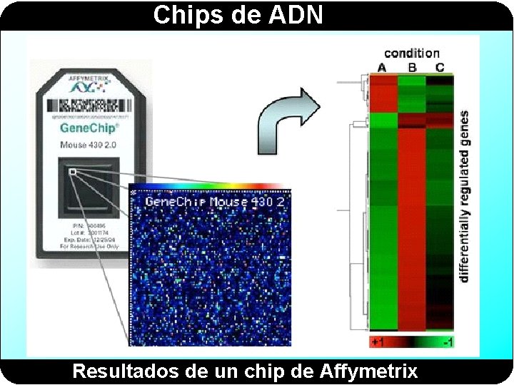 Chips de ADN Resultados de un chip de Affymetrix 