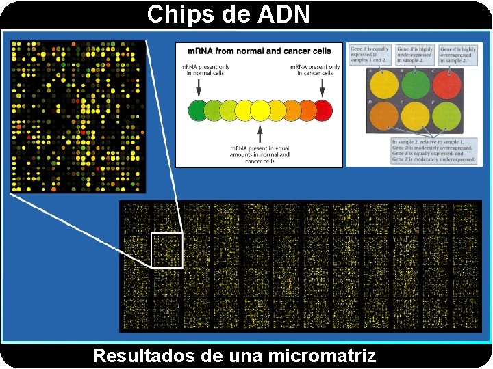 Chips de ADN Resultados de una micromatriz 