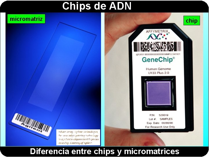 Chips de ADN micromatriz Diferencia entre chips y micromatrices chip 