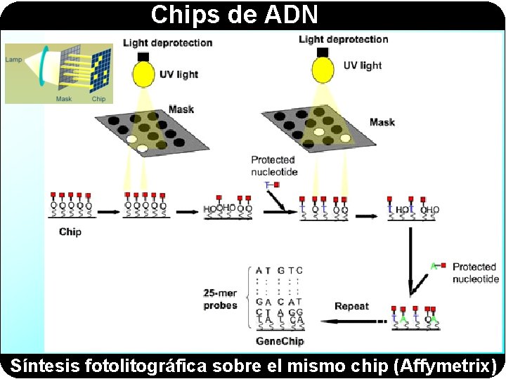 Chips de ADN Síntesis fotolitográfica sobre el mismo chip (Affymetrix) 