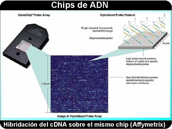 Chips de ADN Hibridación del c. DNA sobre el mismo chip (Affymetrix) 