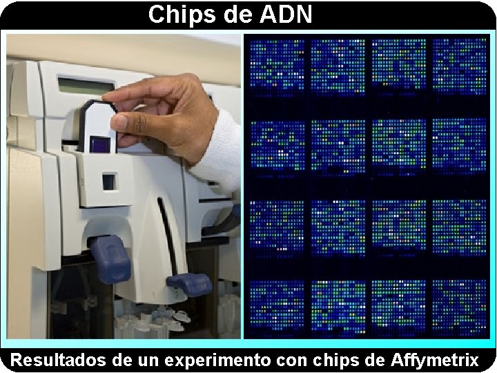 Chips de ADN Resultados de un experimento con chips de Affymetrix 