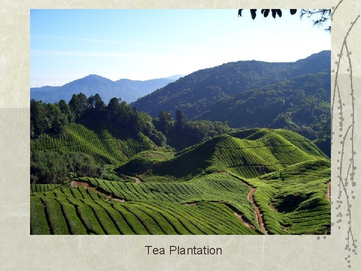 Tea Plantation 