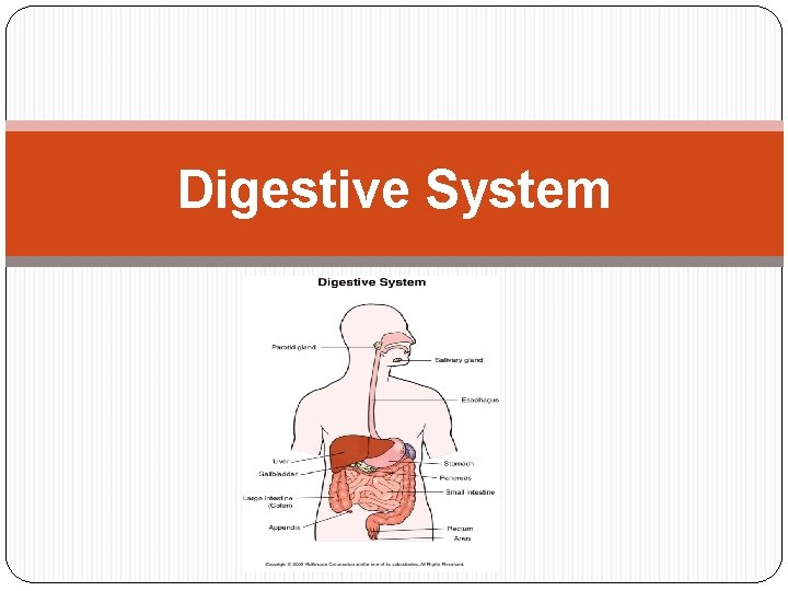 Digestive System 