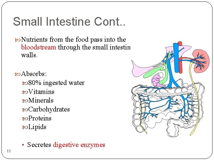 Small Intestine Cont. . Nutrients from the food pass into the bloodstream through the