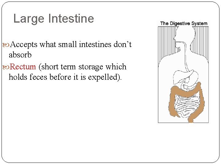 Large Intestine Accepts what small intestines don’t absorb Rectum (short term storage which holds