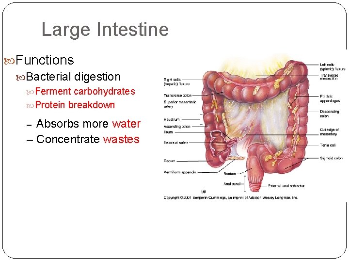 Large Intestine Functions Bacterial digestion Ferment carbohydrates Protein breakdown Absorbs more water – Concentrate