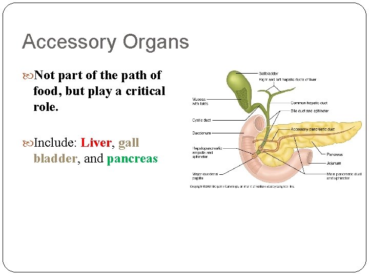 Accessory Organs Not part of the path of food, but play a critical role.