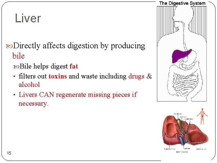 Liver Directly affects digestion by producing bile Bile helps digest fat • filters out