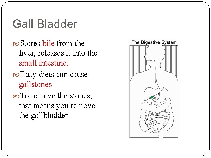 Gall Bladder Stores bile from the liver, releases it into the small intestine. Fatty