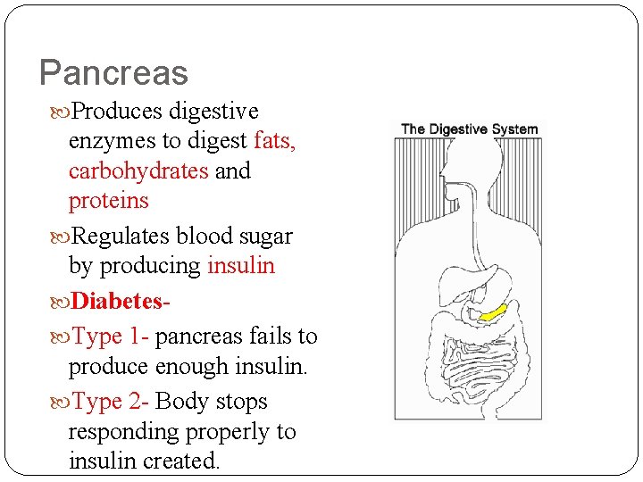 Pancreas Produces digestive enzymes to digest fats, carbohydrates and proteins Regulates blood sugar by