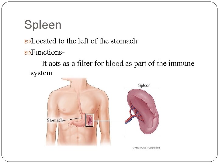 Spleen Located to the left of the stomach Functions- It acts as a filter