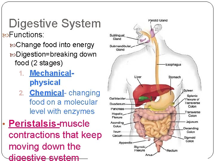 Digestive System Functions: Change food into energy Digestion=breaking down food (2 stages) 1. Mechanical-