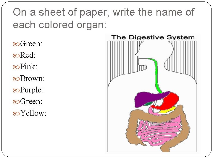 On a sheet of paper, write the name of each colored organ: Green: Red: