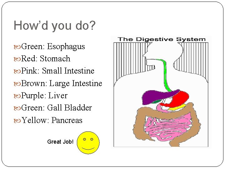 How’d you do? Green: Esophagus Red: Stomach Pink: Small Intestine Brown: Large Intestine Purple: