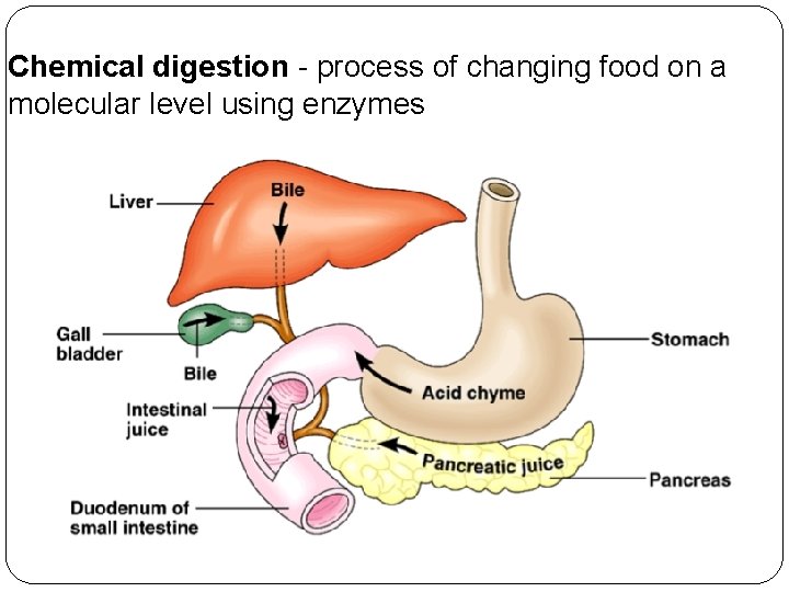 Chemical digestion - process of changing food on a molecular level using enzymes 