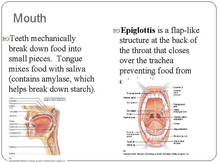 Mouth Teeth mechanically break down food into small pieces. Tongue mixes food with saliva