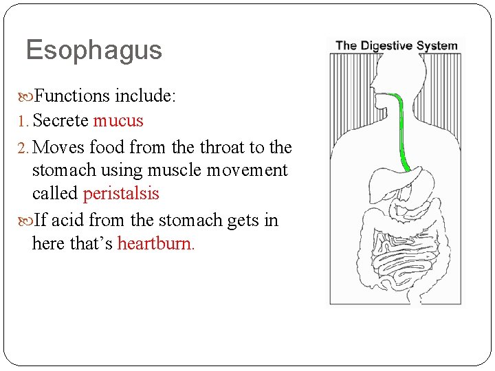 Esophagus Functions include: 1. Secrete mucus 2. Moves food from the throat to the