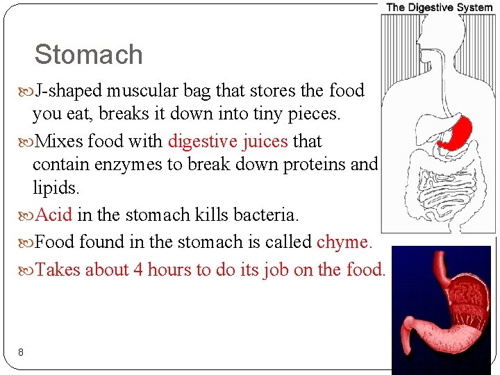 Stomach J-shaped muscular bag that stores the food you eat, breaks it down into