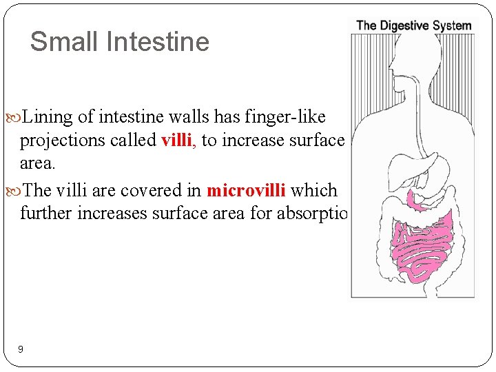 Small Intestine Lining of intestine walls has finger-like projections called villi, to increase surface