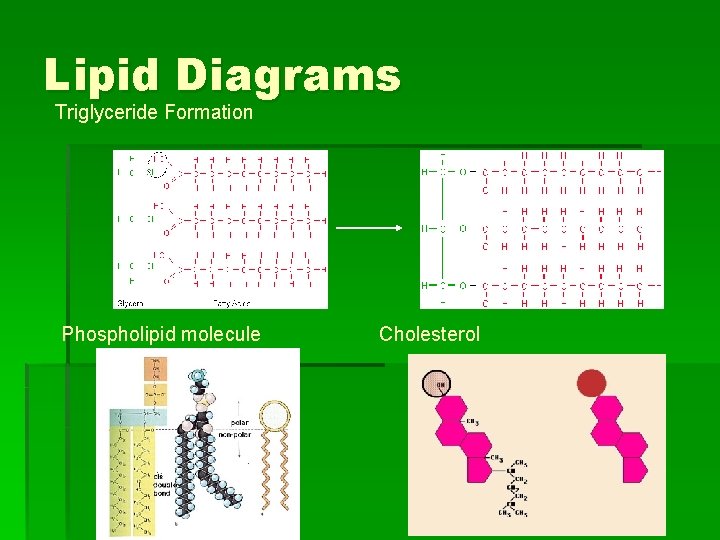 Lipid Diagrams Triglyceride Formation Phospholipid molecule Cholesterol 