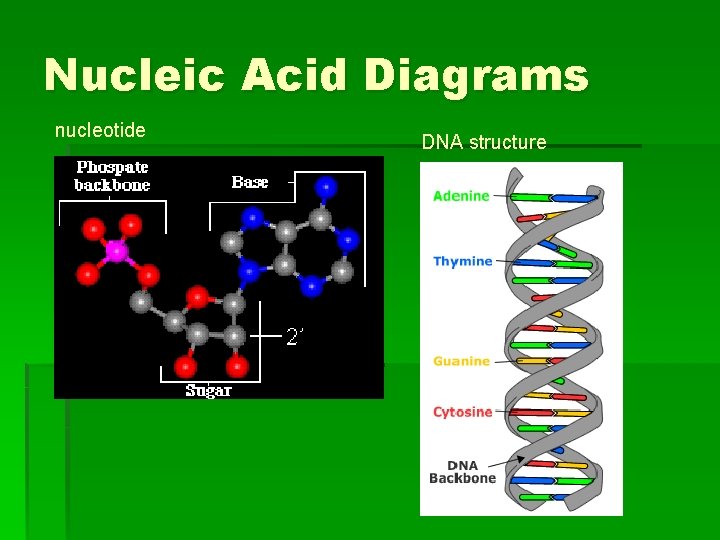 Nucleic Acid Diagrams nucleotide DNA structure 