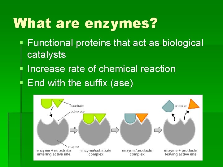 What are enzymes? § Functional proteins that act as biological catalysts § Increase rate