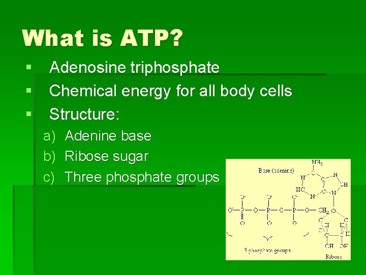 What is ATP? § Adenosine triphosphate § Chemical energy for all body cells §