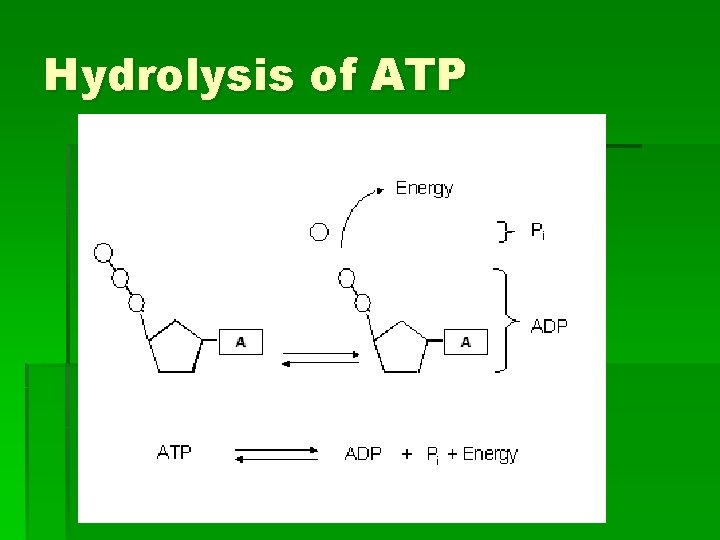 Hydrolysis of ATP 