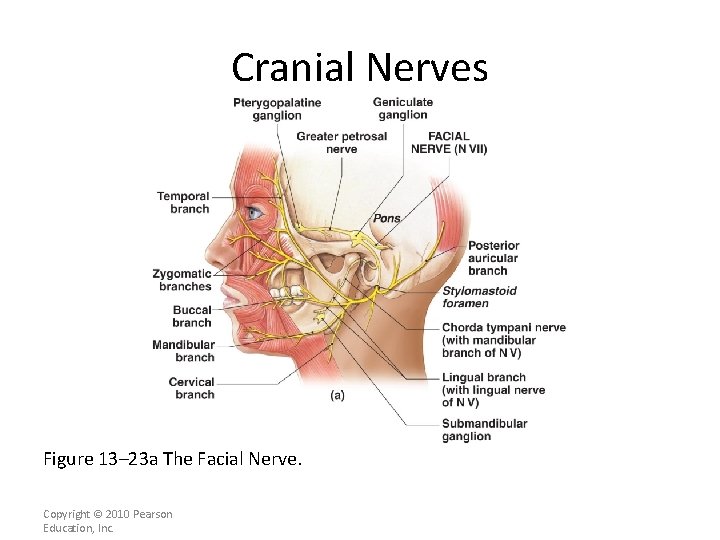 Cranial Nerves Figure 13– 23 a The Facial Nerve. Copyright © 2010 Pearson Education,
