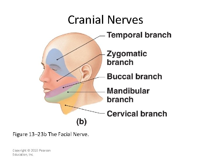 Cranial Nerves Figure 13– 23 b The Facial Nerve. Copyright © 2010 Pearson Education,