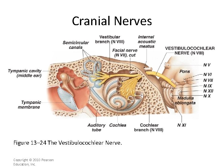 Cranial Nerves Figure 13– 24 The Vestibulocochlear Nerve. Copyright © 2010 Pearson Education, Inc.